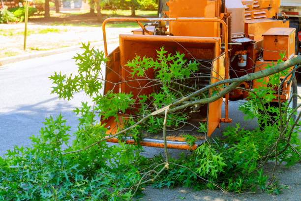 Trusted Lowell, MI Tree Care Services Experts