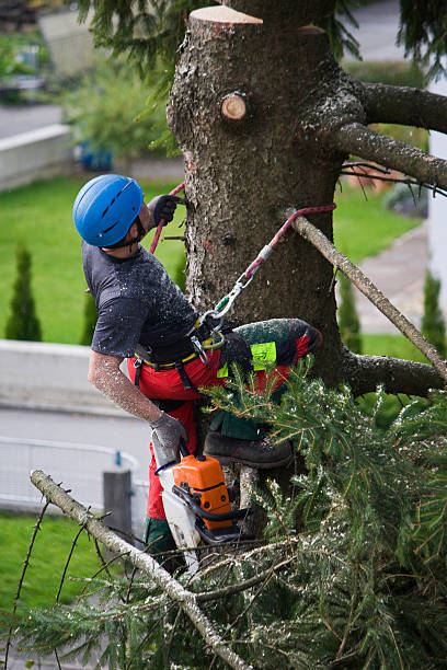 How Our Tree Care Process Works  in  Lowell, MI